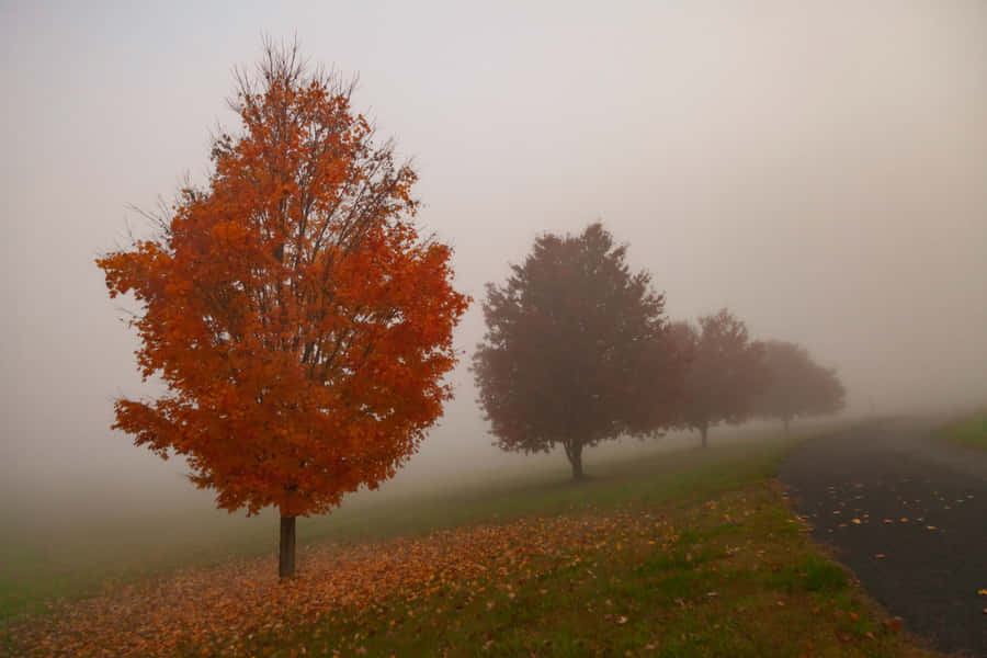 Enchanting Fall Fog In The Forest Wallpaper