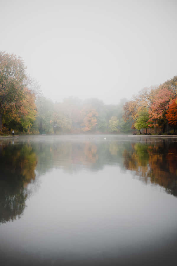 Enchanting Fall Fog Over The Forest Wallpaper