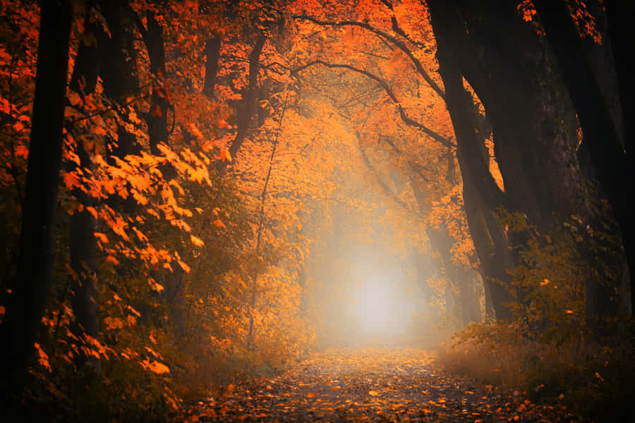 Enchanting Fall Mist In A Serene Forest Wallpaper