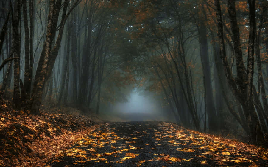 Enchanting Fall Mist In The Forest Wallpaper