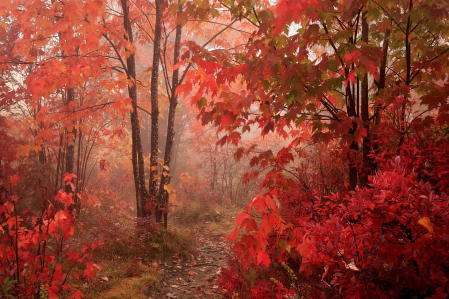 Enchanting Fall Mist In The Forest Wallpaper