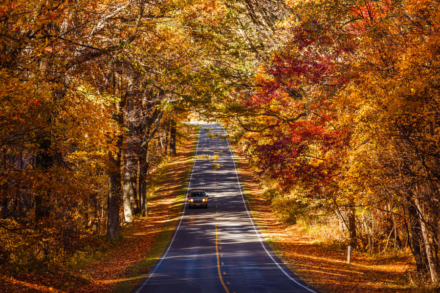 Enchanting Fall Road Wallpaper