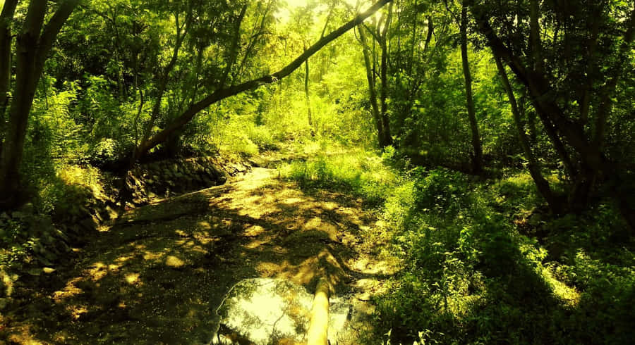 Enchanting Forest Path Wallpaper