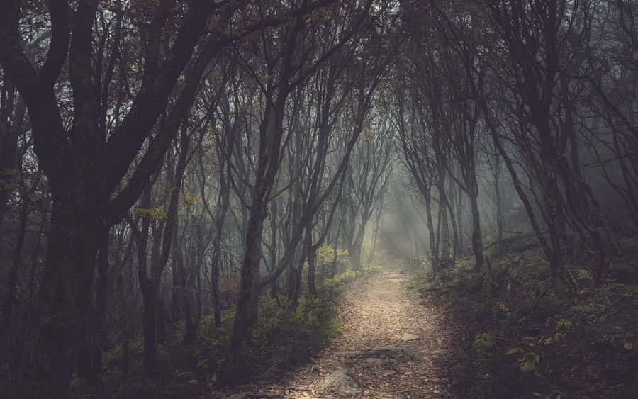 Enchanting Forest Pathway Wallpaper