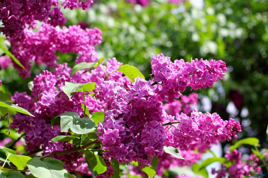 Enchanting Lilac Tree In Full Bloom Wallpaper