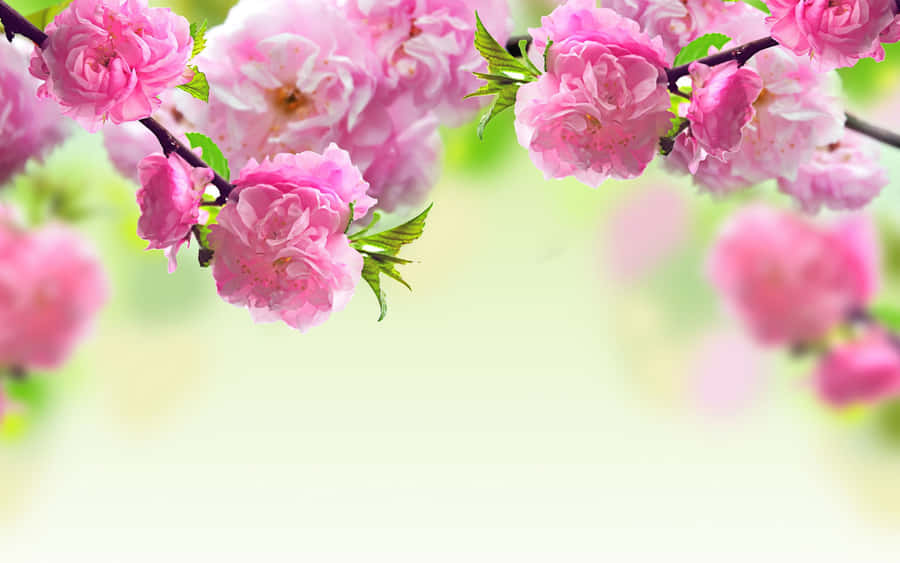 Enchanting Spring Bloom Landscape Wallpaper