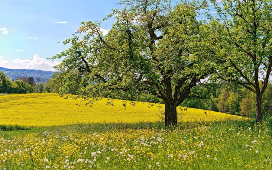 Enchanting Spring Meadow Landscape Wallpaper