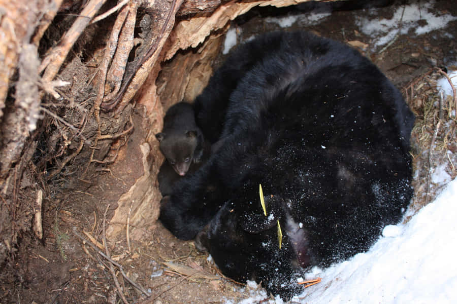 Encounter The Gentle Slumber Wallpaper