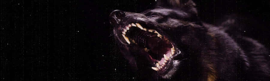 Energetic Alpha Dog In The Wild Wallpaper