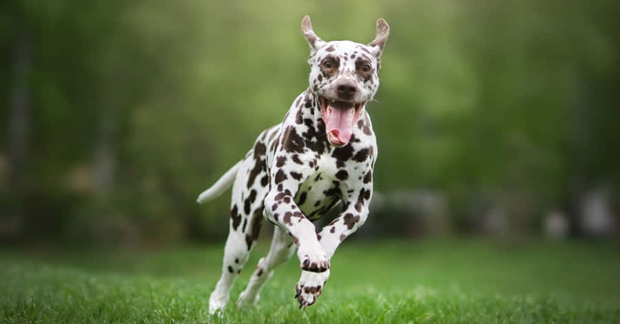 Energetic Dogs Playing At Daycare Wallpaper