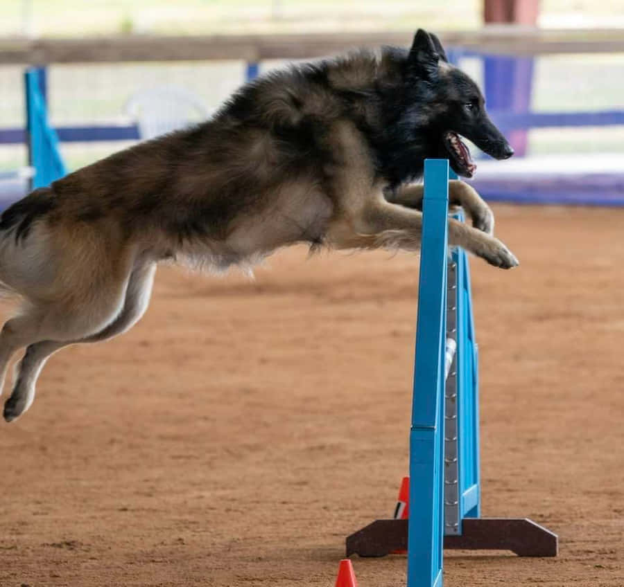 Energized Canine Athlete Wallpaper