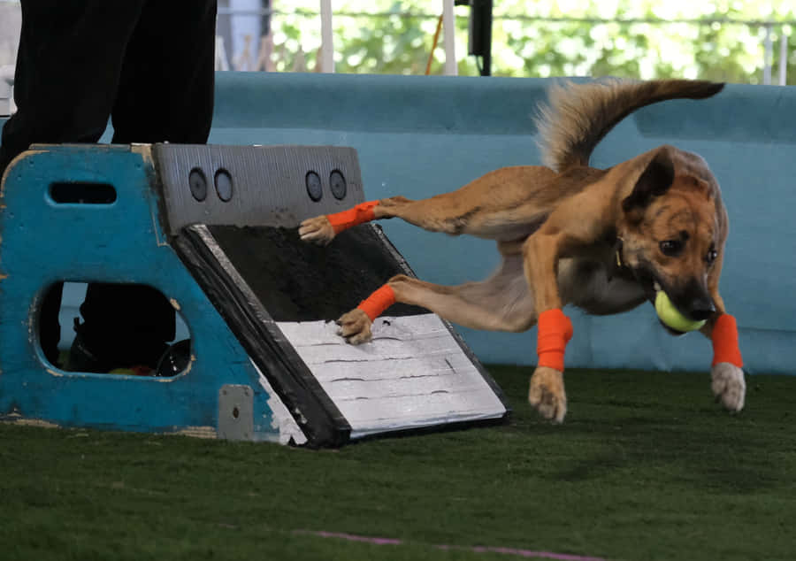 Energized Pooch Playing Fetch In A Lush Green Park Wallpaper