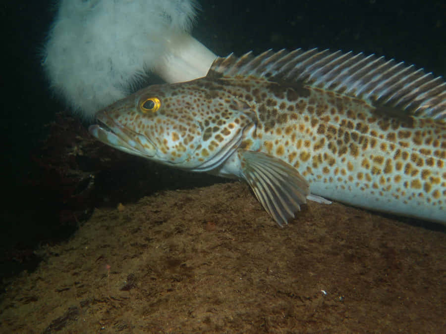 Engaging Lingcod Fish In Its Oceanic Habitat Wallpaper