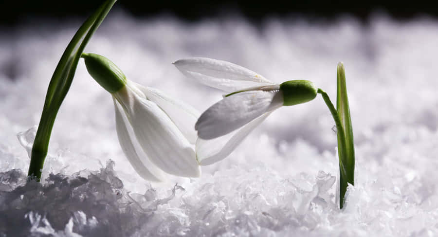 Enhanced Horizon Wallpaper