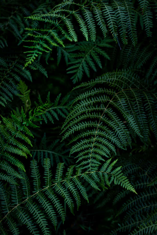 Enigmatic Ferns Dark Green Aesthetic Wallpaper