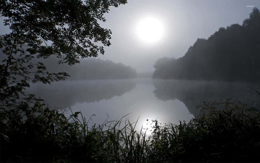 Enigmatic Forest Path Wallpaper