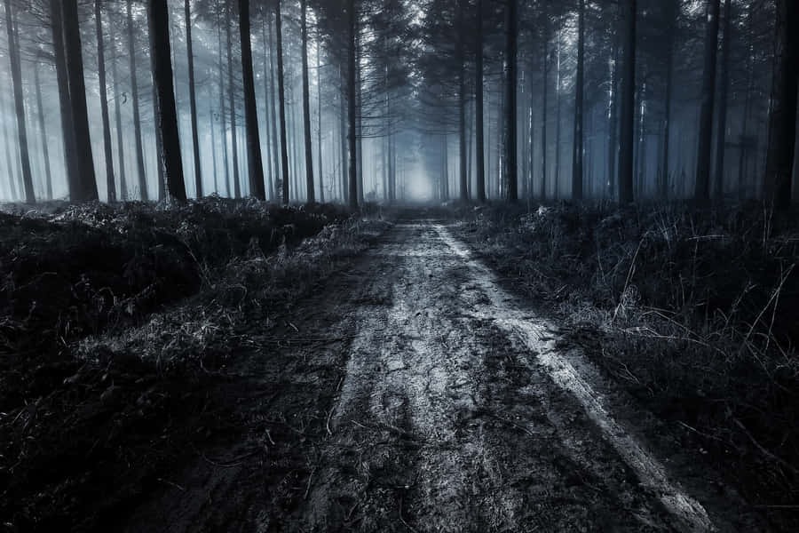 Enigmatic Forest Road At Night Wallpaper