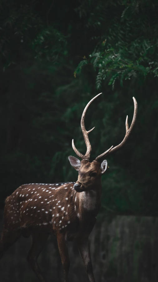 Enjoy Nature's Beauty With The Deer Iphone Wallpaper