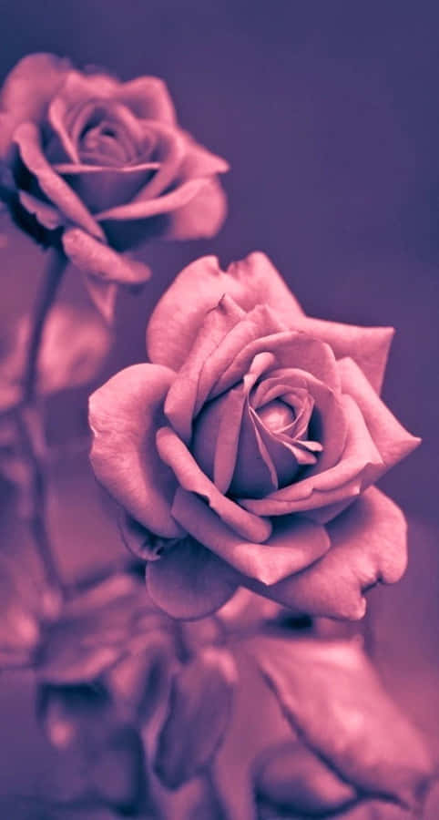 Enjoy The Beauty Of A Delicate, Cute Rose. Wallpaper