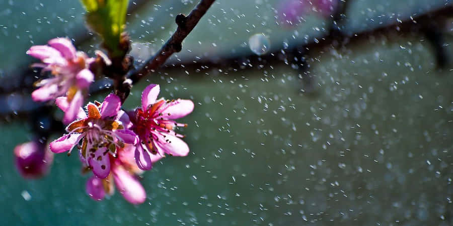 Enjoy The Beauty Of A Refreshing Spring Rain On A Vibrant Green Forest Landscape Wallpaper