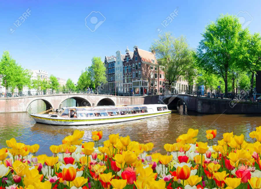 Enjoy The Beauty Of Amsterdam In The Spring. Wallpaper