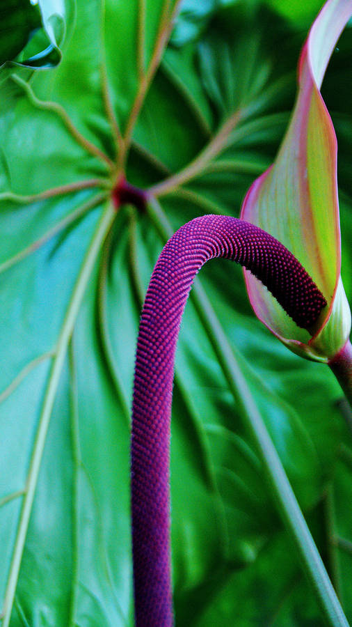 Enjoy The Beauty Of Nature With This Plants Iphone Wallpaper Wallpaper