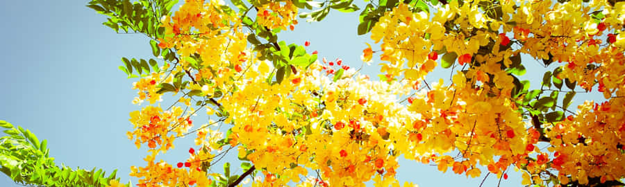 Enjoy The Beauty Of Spring On Your Dual Monitor Setup Wallpaper