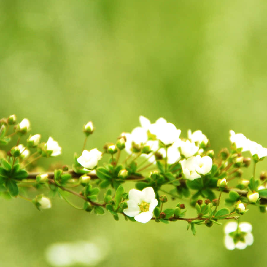 Enjoy The Beauty Of Spring With The Wide Display Of The Ipad Wallpaper