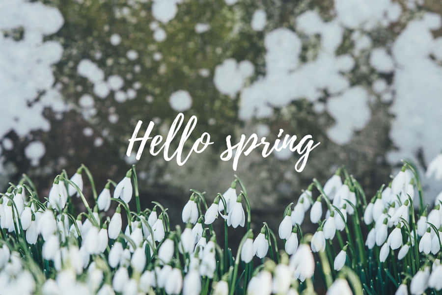 Enjoy The Beauty Of Spring With This Cheerful Desktop Wallpaper Wallpaper