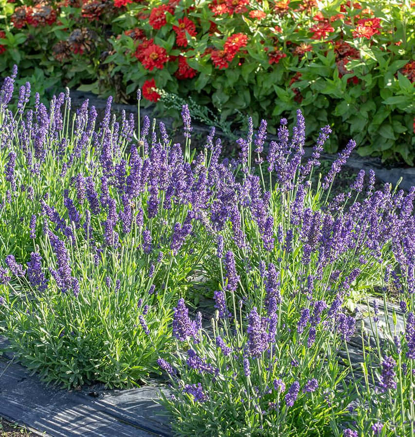 Enjoy The Calming Colour Of Lavender Blue In This Beautiful Nature Scene. Wallpaper