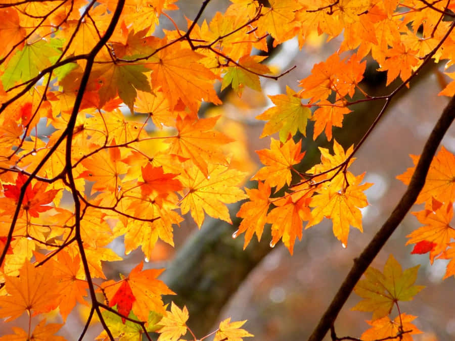 Enjoy The Colors Of Autumn Wallpaper