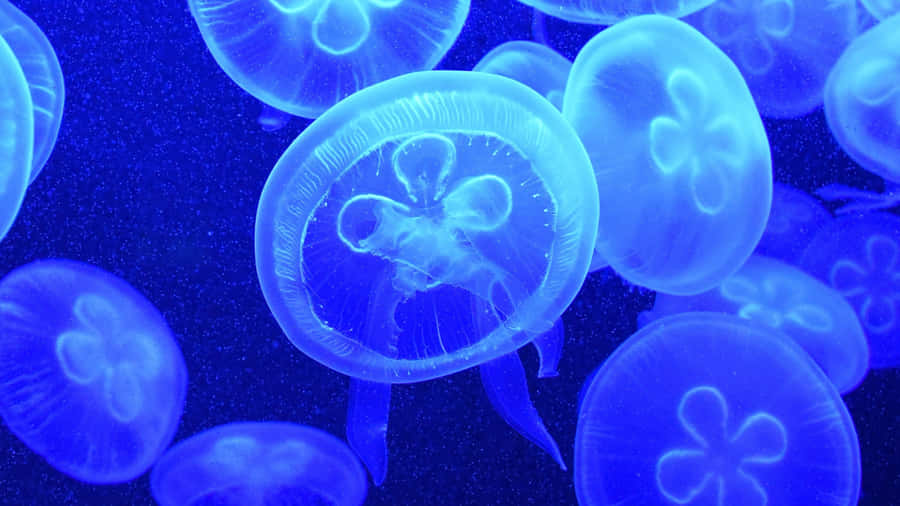 Enjoy The Ethereal Beauty Of The 4k Jellyfish Wallpaper