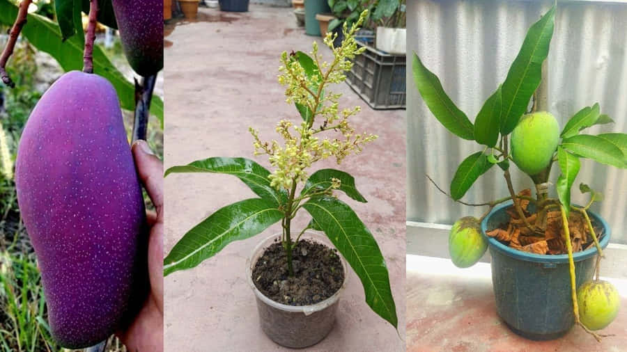 Enjoy The Sweet Juices Of A Blue Mango Wallpaper