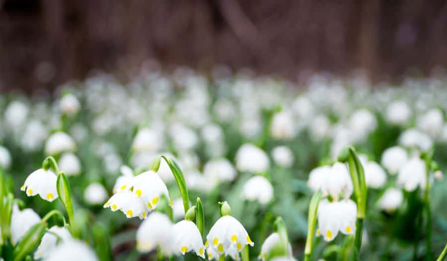 Enjoying A Blissful Day On The Beach Wallpaper