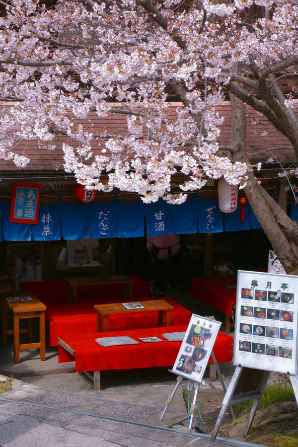 Enjoying A Colorful Spring In Japan Wallpaper