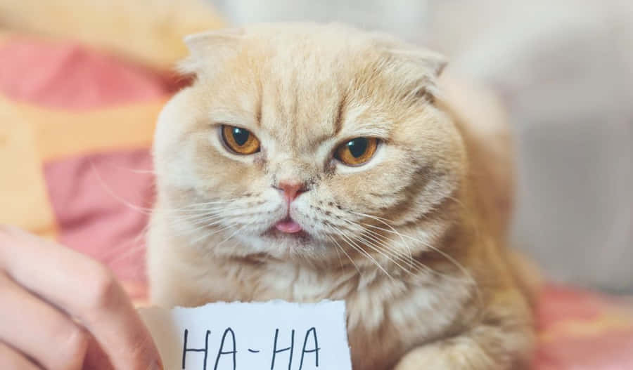 Enjoying The Natural Beauty Of A Mountain Lake Wallpaper