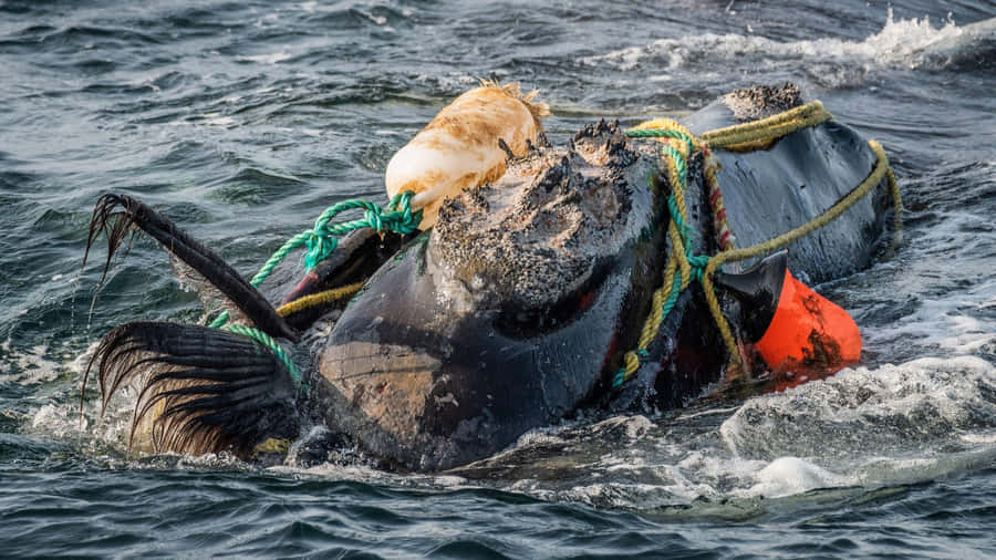 Entangled Right Whale Struggle Wallpaper