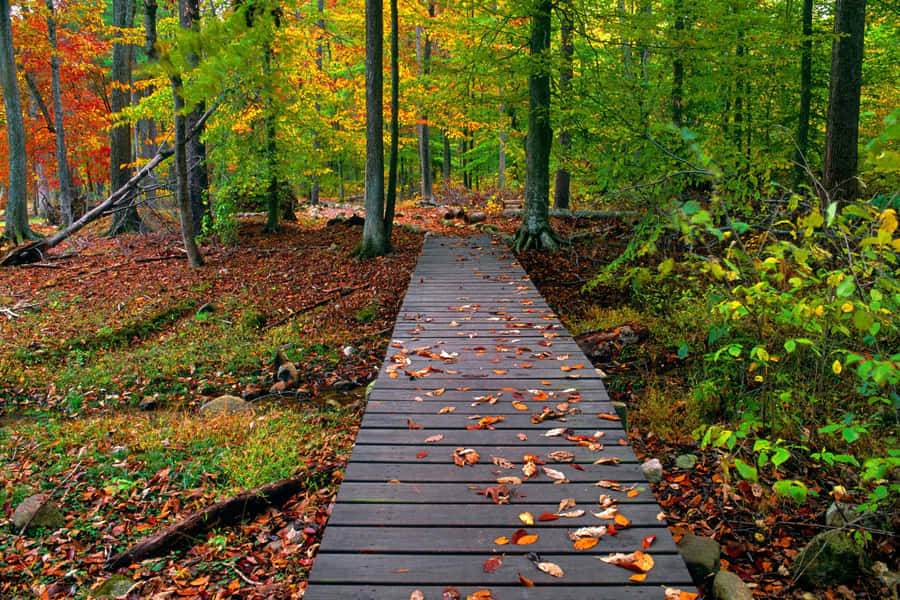 Enthralling Beauty Of Fall Nature Wallpaper