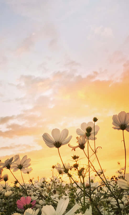 Epic Mountain Sunset Wallpaper