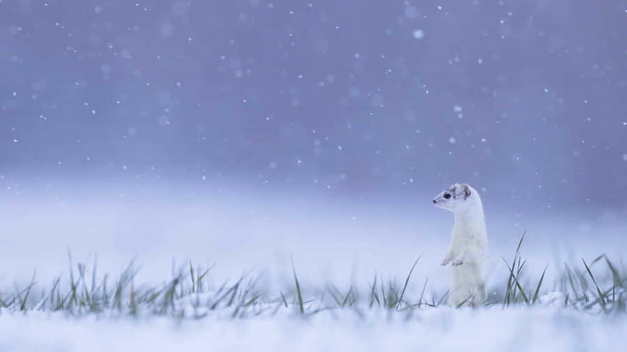 Erminein Snowfall.jpg Wallpaper