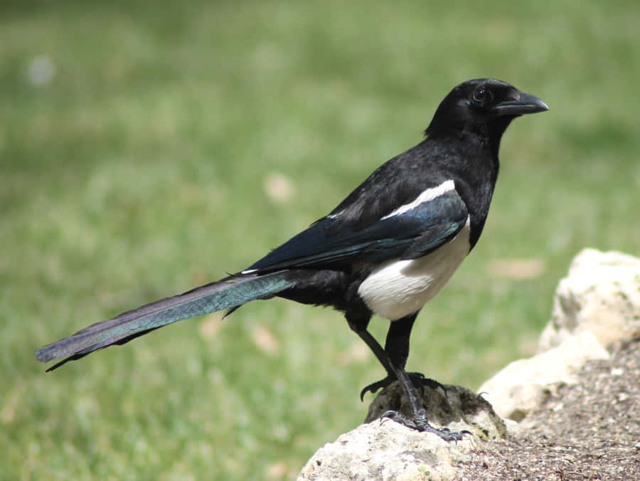 Eurasian Magpiein Nature Wallpaper