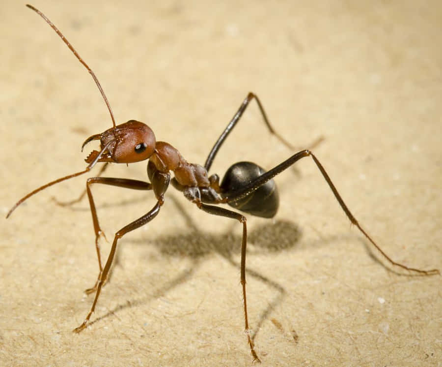 European Fire Ant_ Closeup Wallpaper