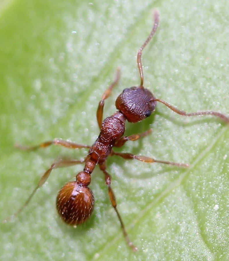 European Fire Anton Leaf Wallpaper