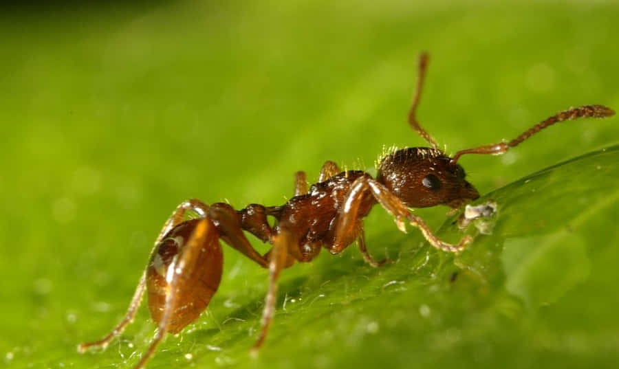 European Fire Anton Leaf Wallpaper