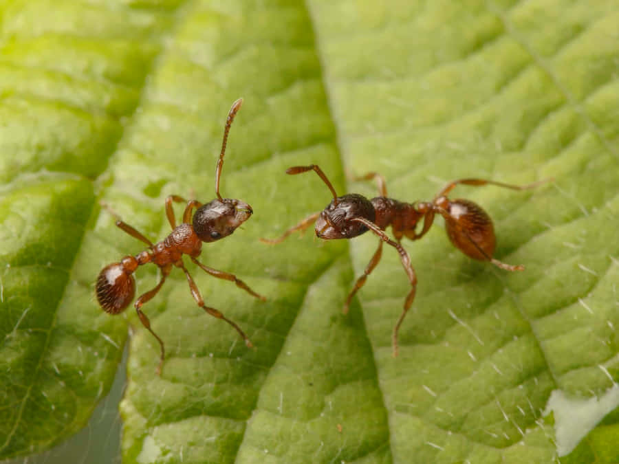 European Fire Antson Leaf Wallpaper