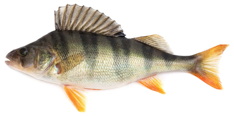 European Perch Isolated White Background.jpg Wallpaper