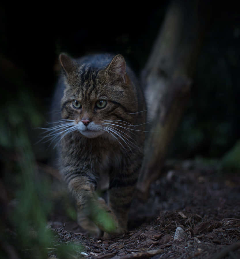 European Wildcatin Habitat.jpg Wallpaper