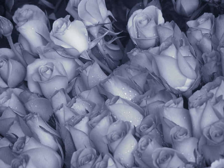 Exceptional Gray Roses In Full Bloom Wallpaper