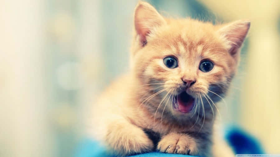 Exceptional Kitten Yawn Wallpaper