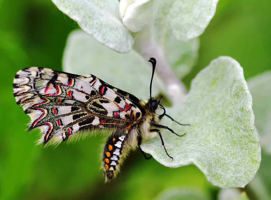 Exceptional Spanish Festoon Butterfly Wallpaper